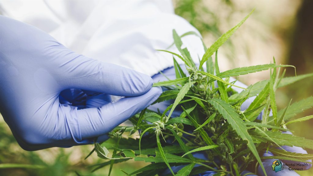 What Doctors Say: Expert Opinions on Marijuana's Effects
