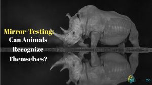 Mirror-Testing: Can Animals Recognize Themselves?